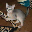 kit